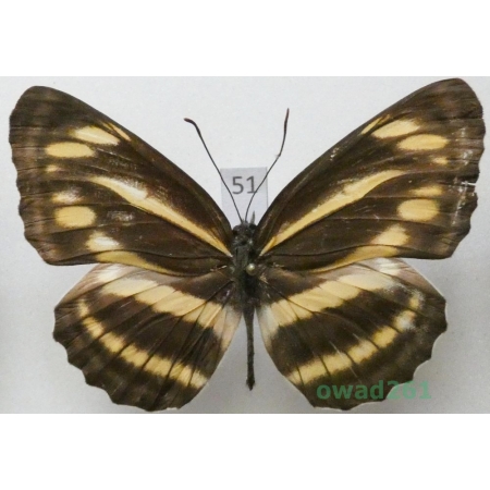 Neptis sankara Kollar, 1844 China51